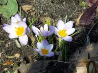 SDC10360.webp