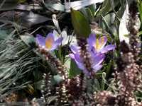 SDC10366.webp