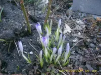 Garten 18.03.2010 011.webp