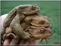 dreier.webp