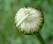 Knospen.webp