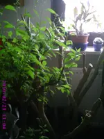 PIC00197.webp