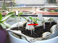 CIMG3118.webp