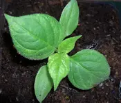 Canariogesund.webp