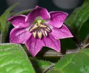 Rocotoblüte.webp