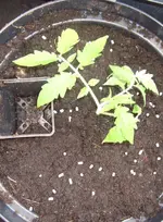 Tomate1.jpg