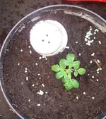 Tomate2.webp