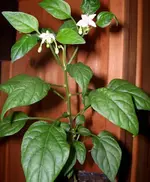 Paprika1.webp