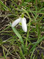 Schneeglöckchen.webp