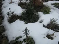 004.webp
