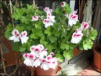 c011.webp