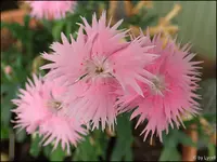 c012.webp