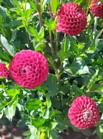 IMG_20230730_150345.webp