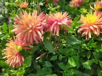IMG_20230730_150757.webp