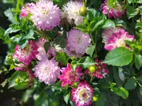 IMG_20230730_150452.webp