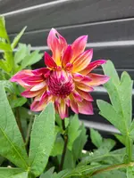 20230809_080735.webp