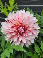 20230809_080725.webp