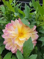 20230809_080729.webp