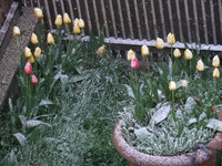 2017TulpenSchnee.jpg