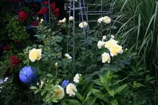 Rose The Pilgrim   0722.webp