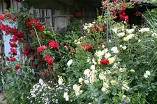 Rose The Pilgrim  0120.webp