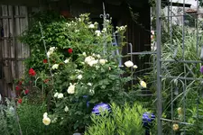 Rose The Pilgrim1218.webp