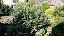 Apfelbaum_Boskoop.jpg
