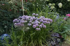 August       0223.webp
