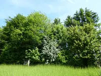 P1010493Wildhecke.webp