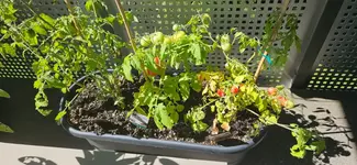 Tomatenkasten.webp