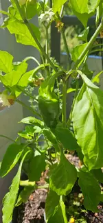 Peperoni Topf zoom.webp