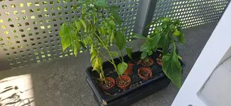 Wasserkultur Chili 2.webp