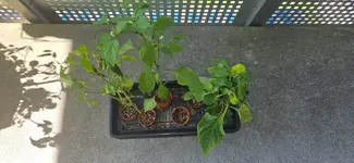 Wasserkultur Chili.webp