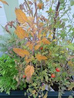 tomaten schadbild 01.jpg