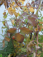 tomaten schadbild 02.webp