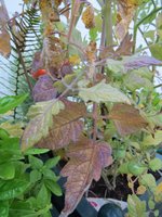 tomaten schadbild 03.jpg