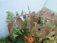 tomaten schadbild 04.jpg