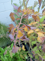 tomaten schadbild 05.webp