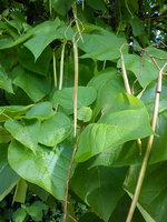 DSC07329.jpg