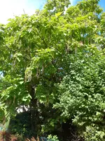 DSC07332.webp