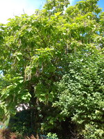DSC07332.jpg