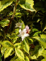 DSC07335.jpg