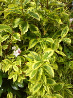 DSC07336.jpg
