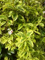 DSC07336.webp
