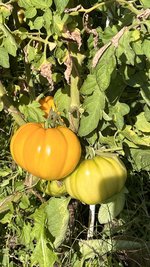 IMG_7179.jpeg