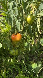 IMG_7180.jpeg