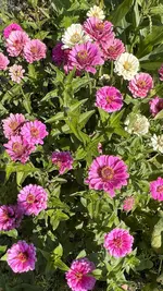 IMG_7173.jpeg