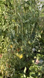 IMG_7183.jpeg