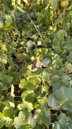 IMG_7184.jpeg