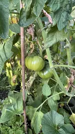 IMG_7187.jpeg